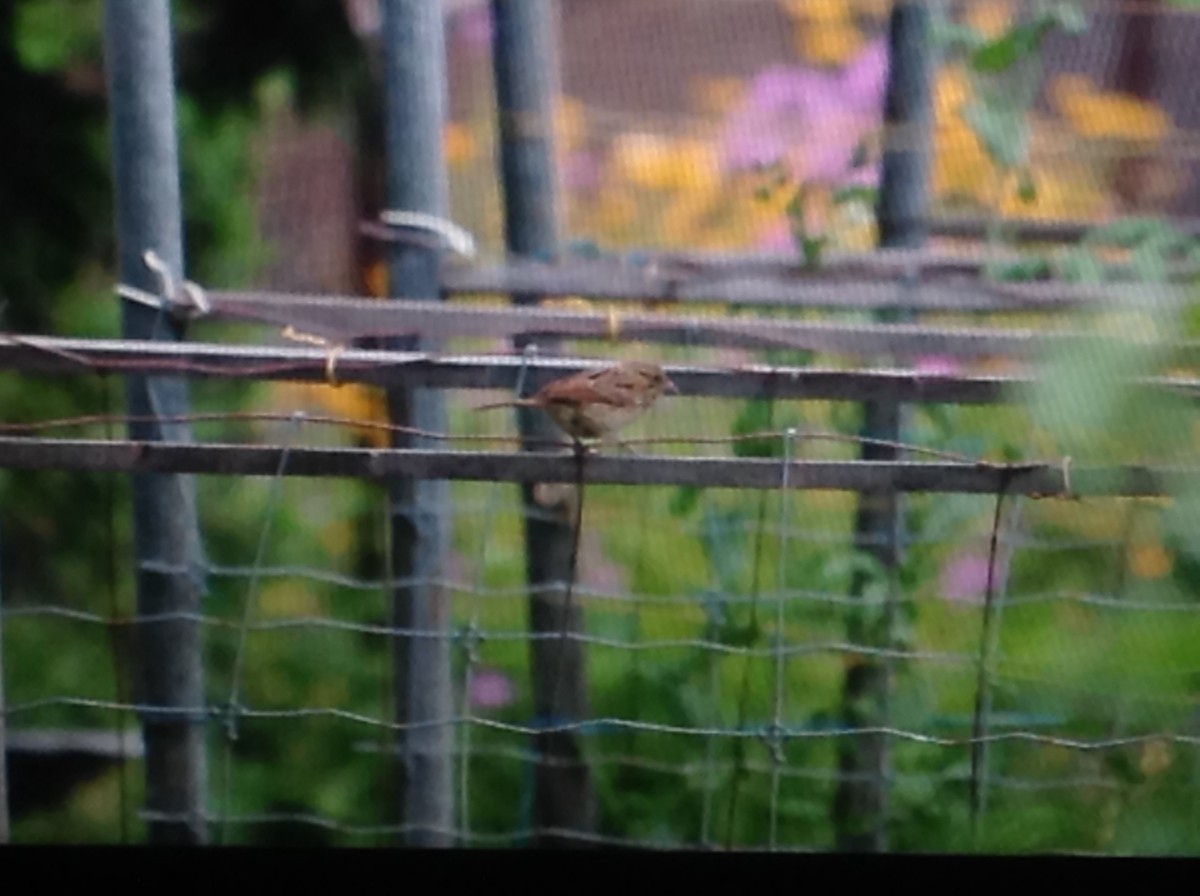 Song Sparrow - Alice Oliver