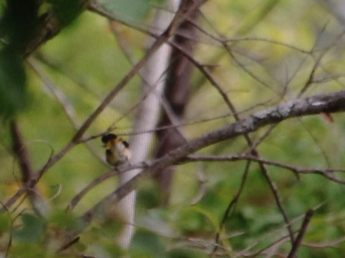 American Redstart - Alice Oliver