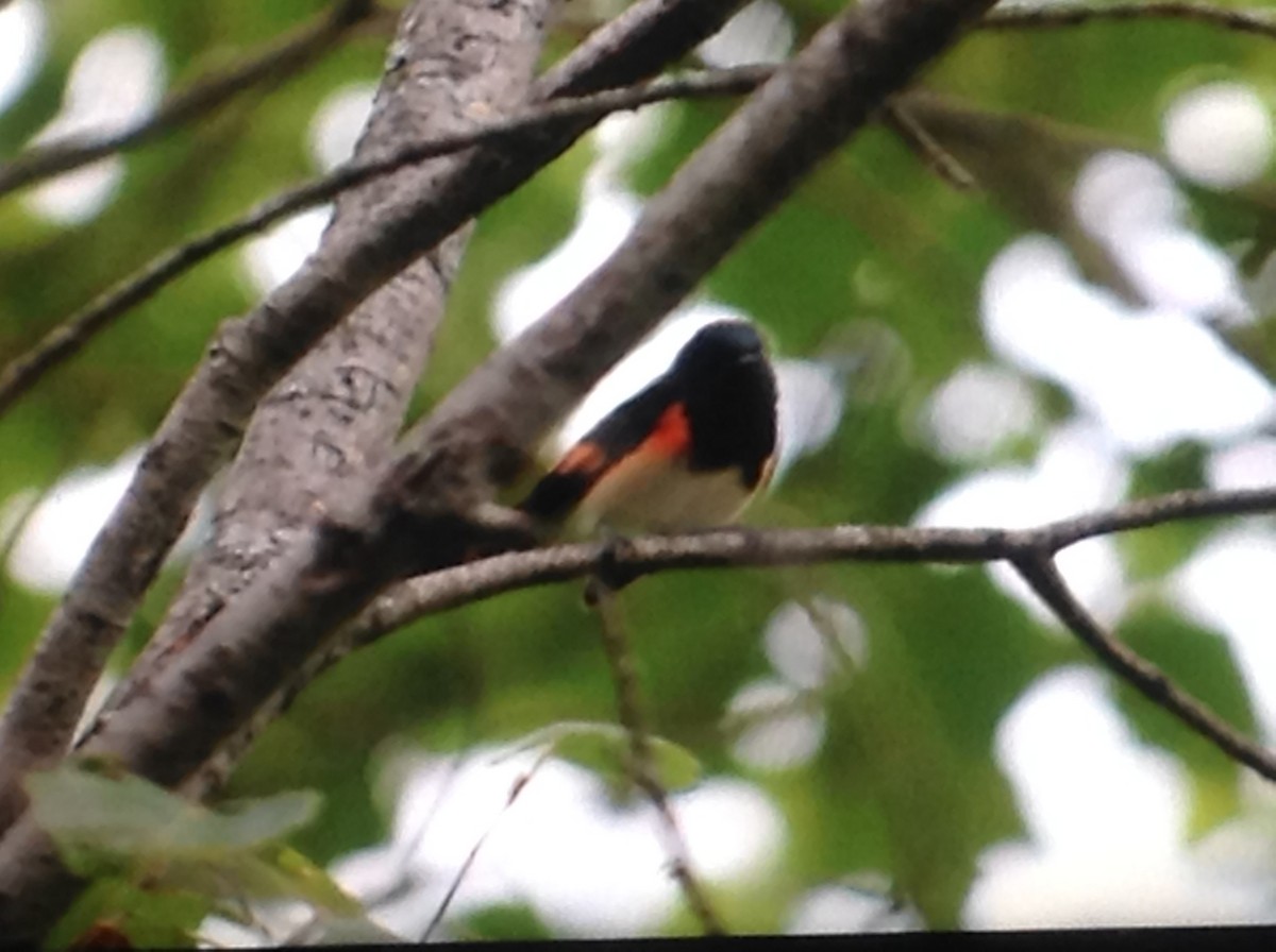 American Redstart - Alice Oliver