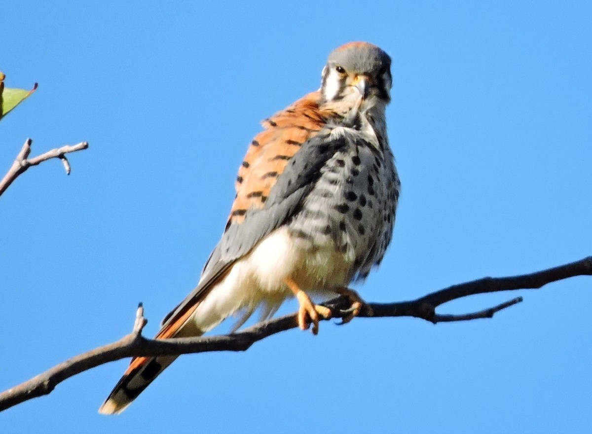 American Kestrel - ML111658651