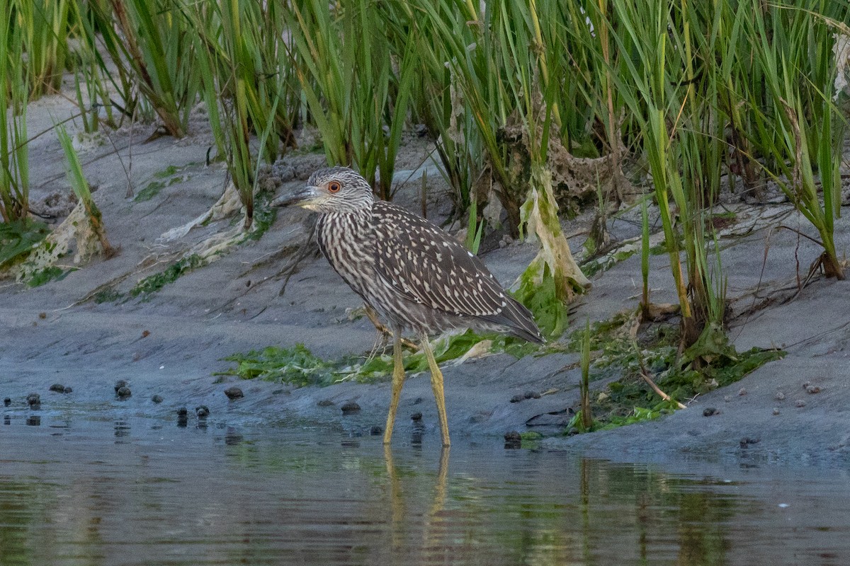 Yellow-crowned Night Heron - ML111659701