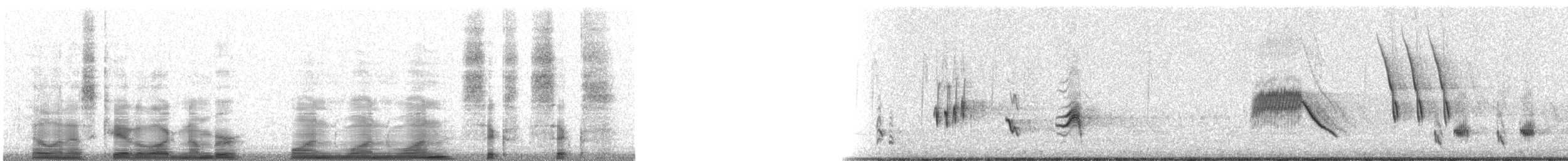 Cuitlacoche Ocelado - ML11166