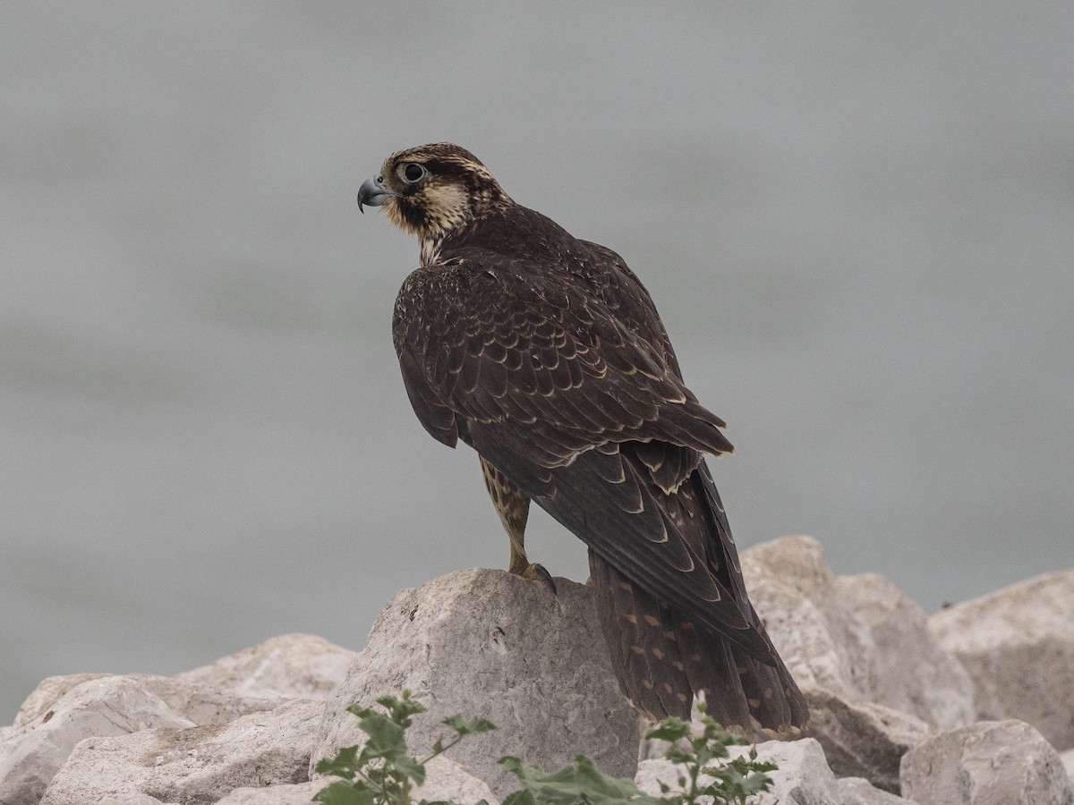 Peregrine Falcon - John VanOrman