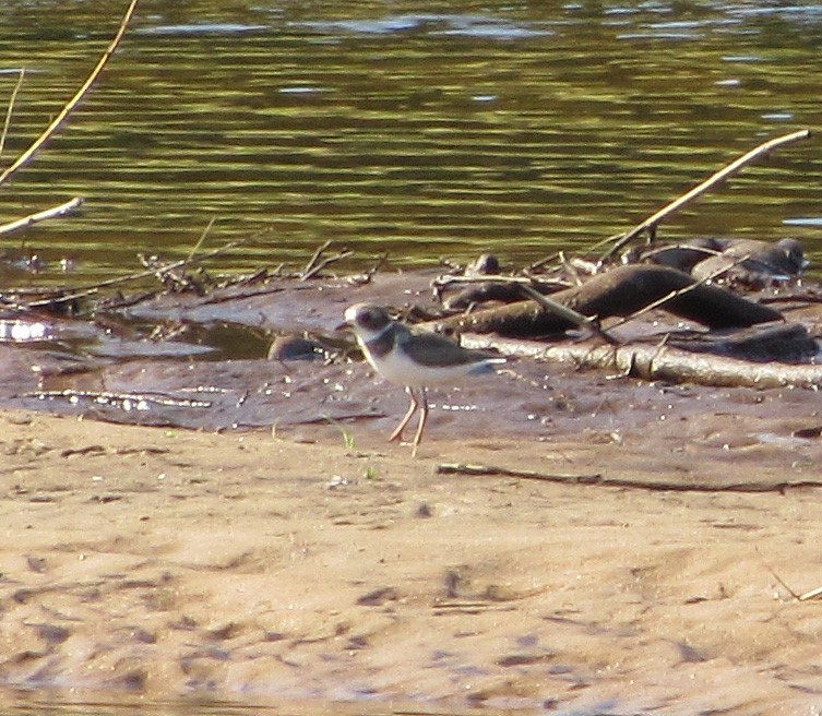 Semipalmated Plover - ML111664191