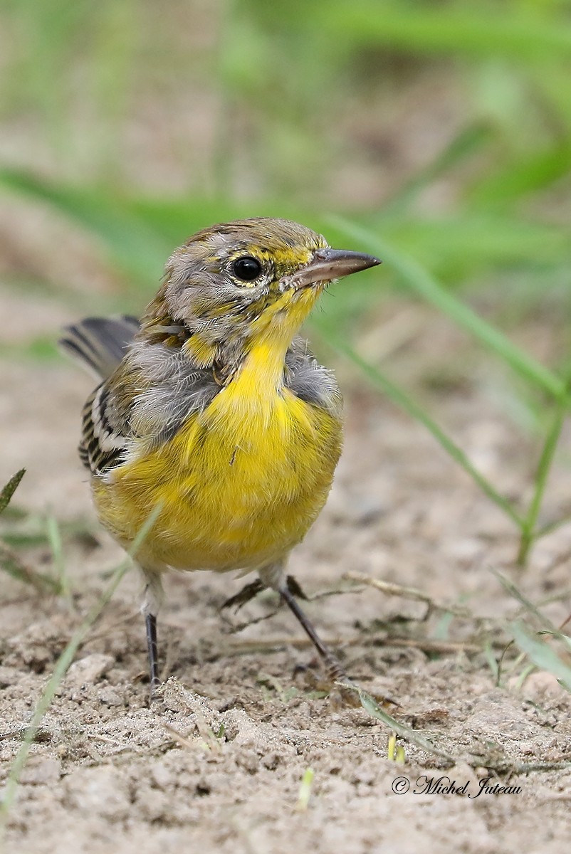 Pine Warbler - ML111665011