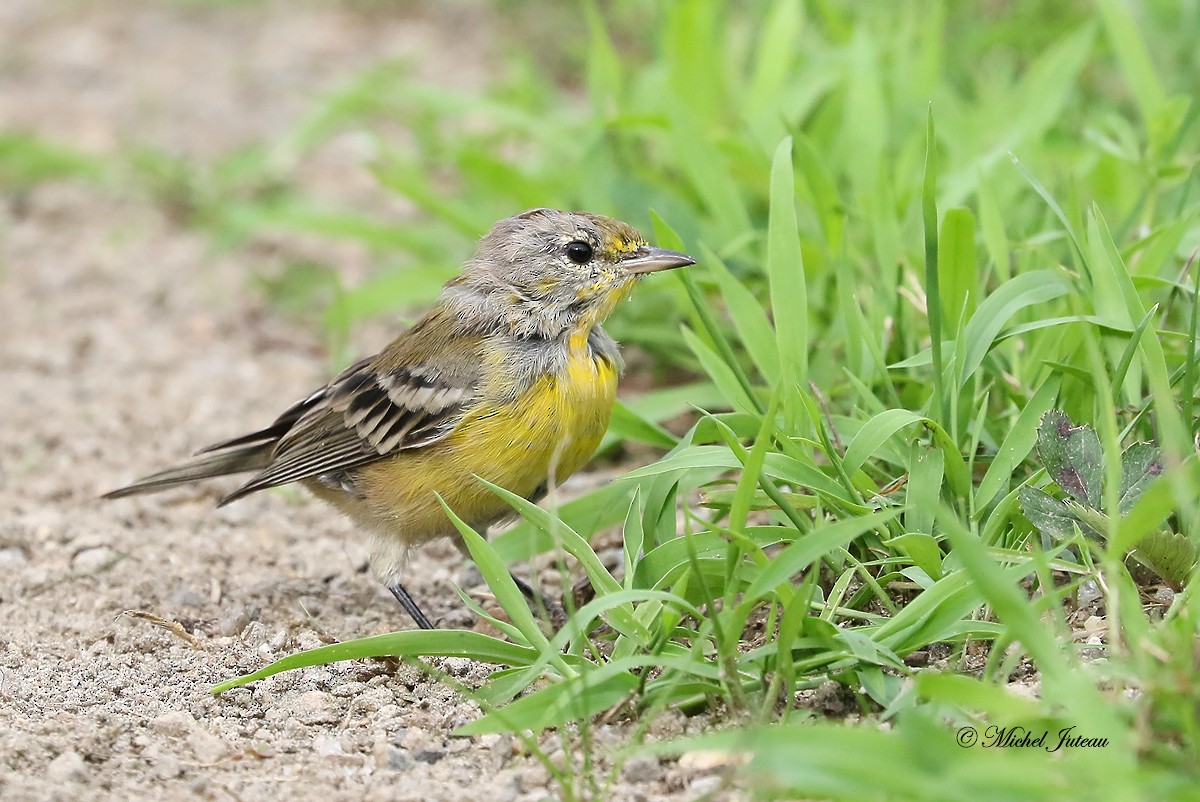 Pine Warbler - Michel Juteau