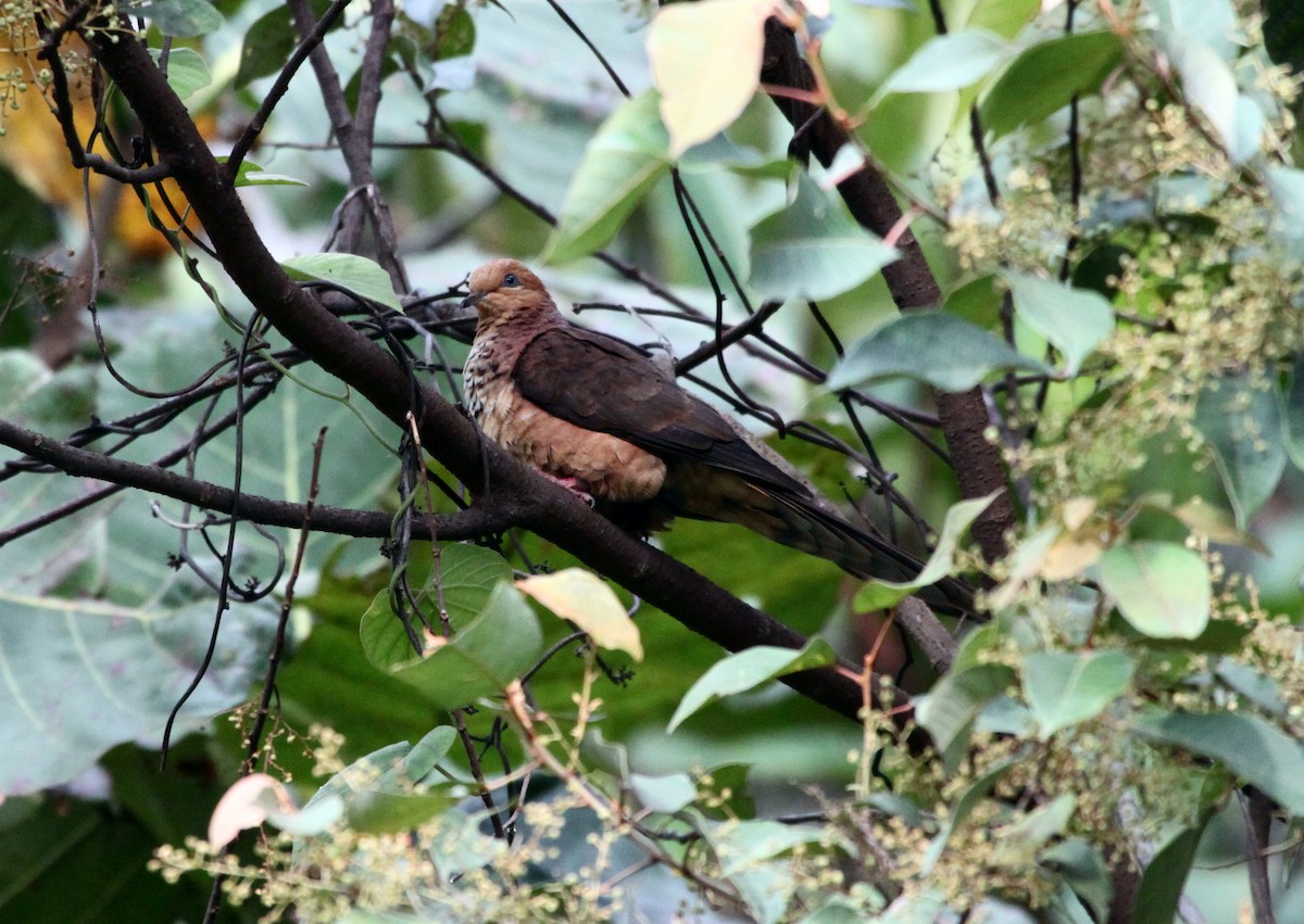 Little Cuckoo-Dove - ML111666381