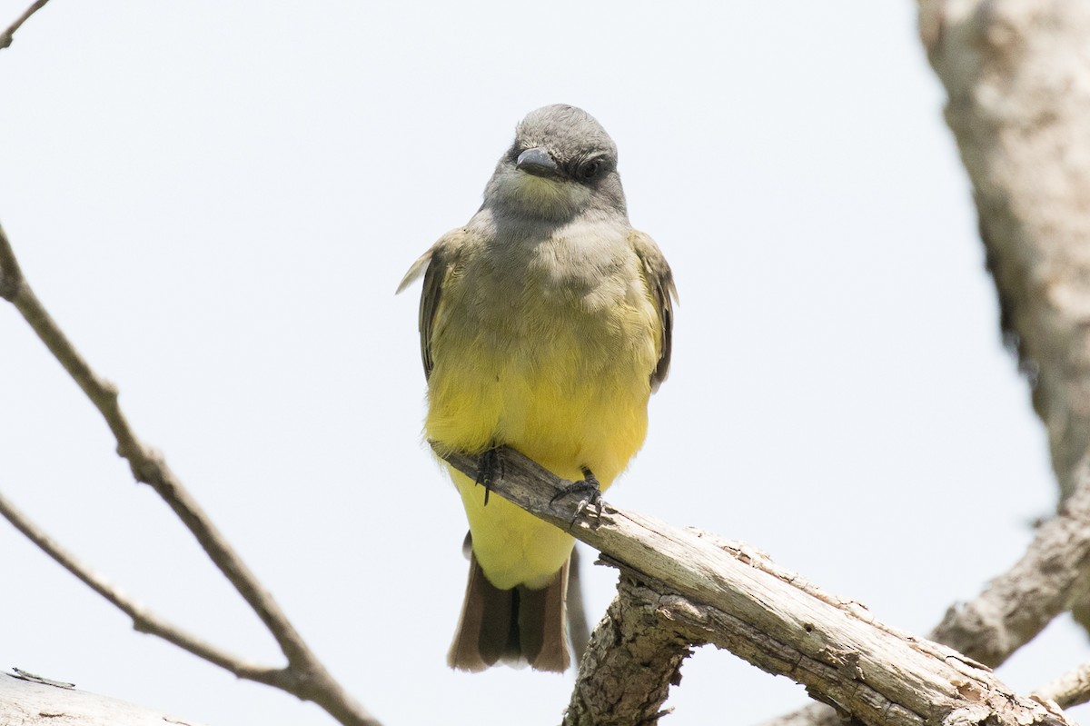 Cassin's Kingbird - ML111666431