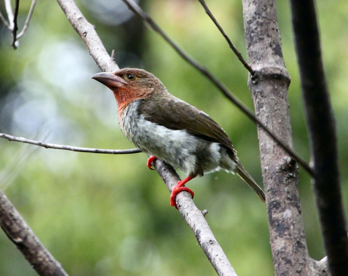 Brown Barbet - John Drummond