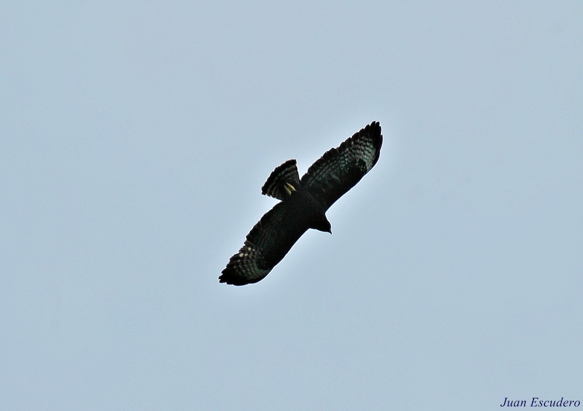 Short-tailed Hawk - ML111667271