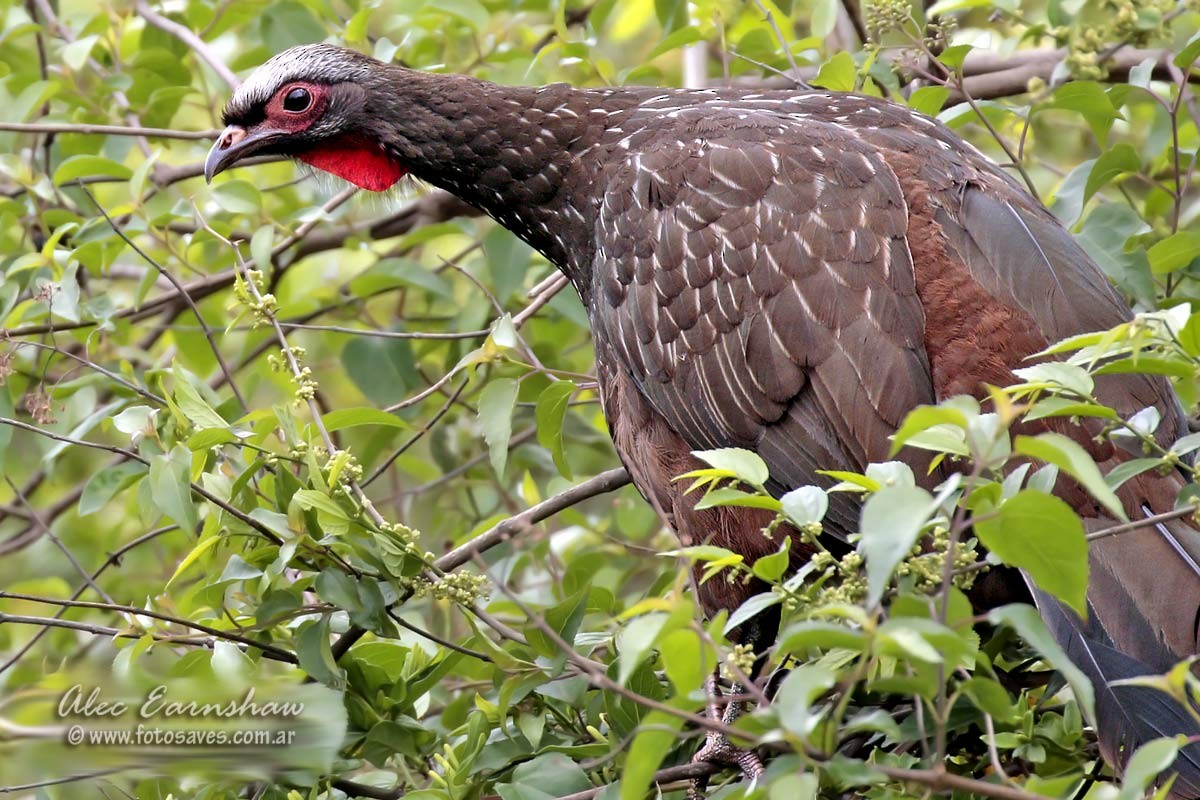 Red-faced Guan - ML111669021