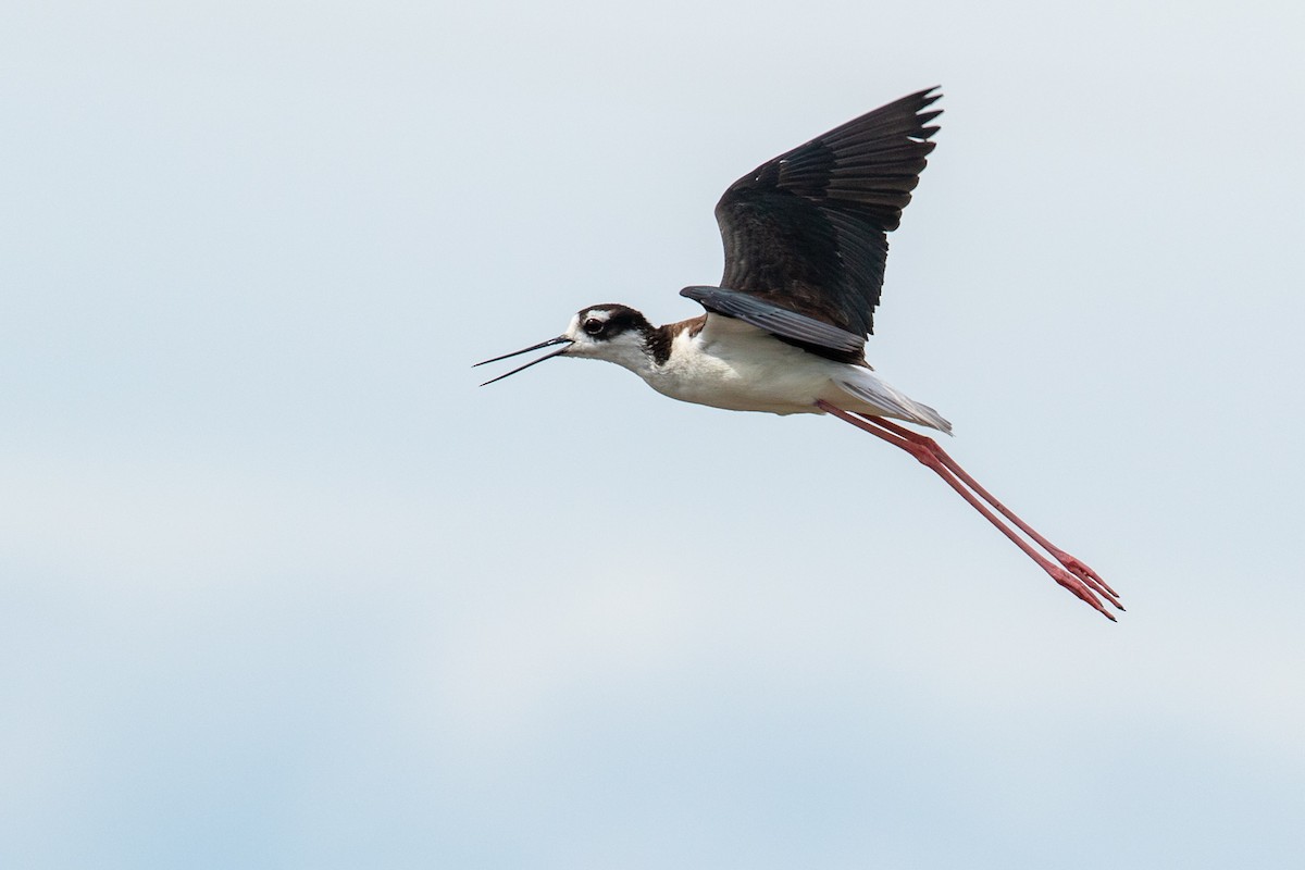 Black-necked Stilt - ML111669611