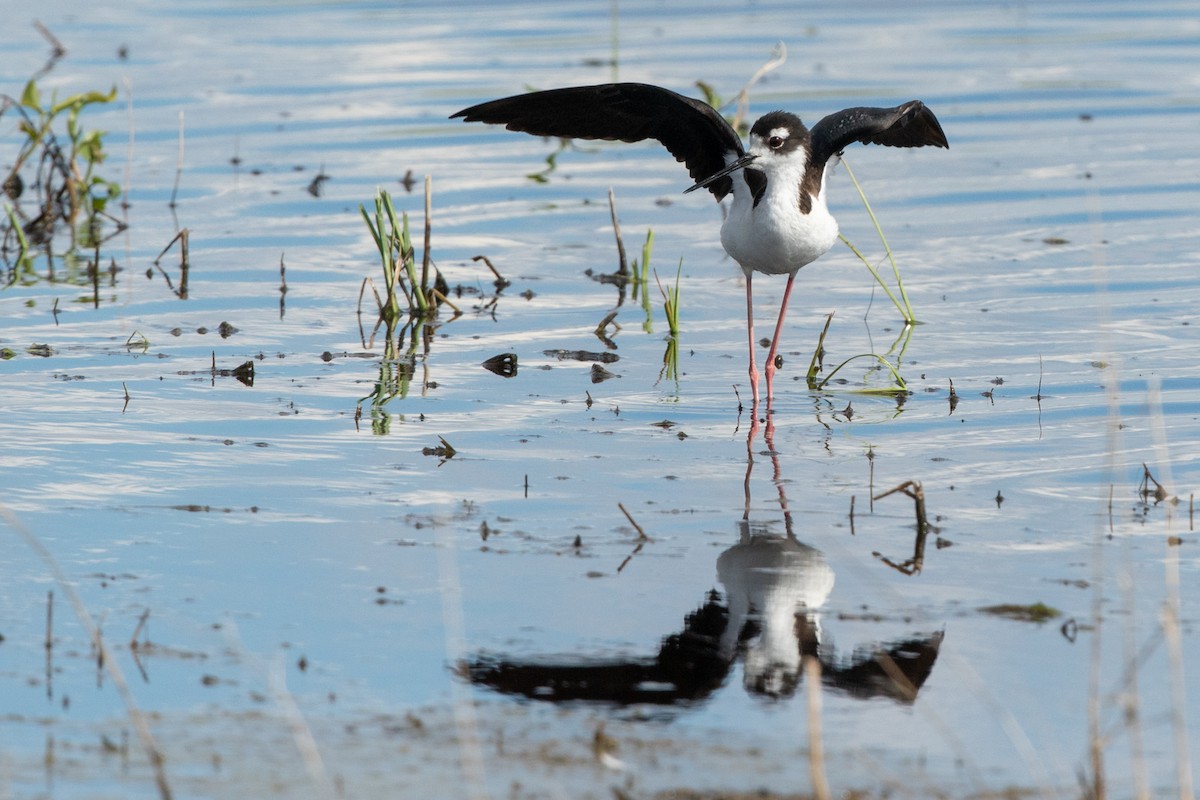 Black-necked Stilt - Kyle Blaney