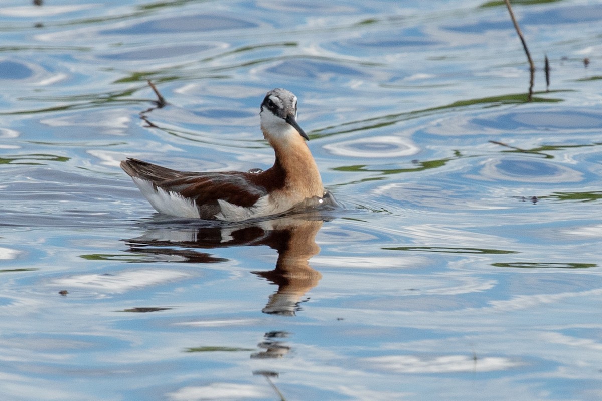 Wilson's Phalarope - ML111669811