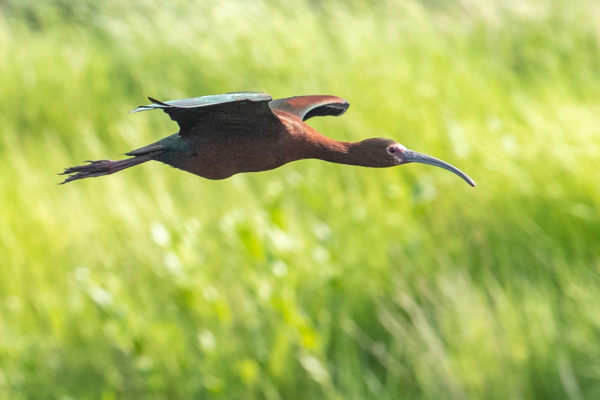 White-faced Ibis - Kyle Blaney