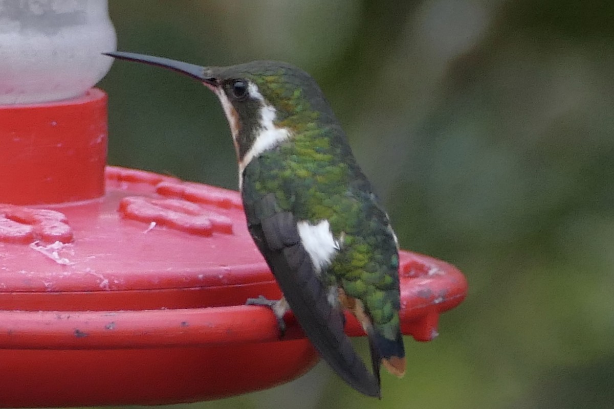 White-bellied Woodstar - Peter Kaestner