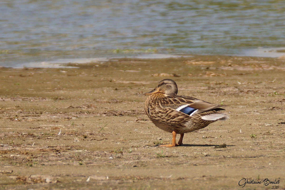 Mallard - Réal Boulet 🦆