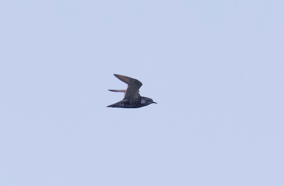 American Golden-Plover - ML111672171