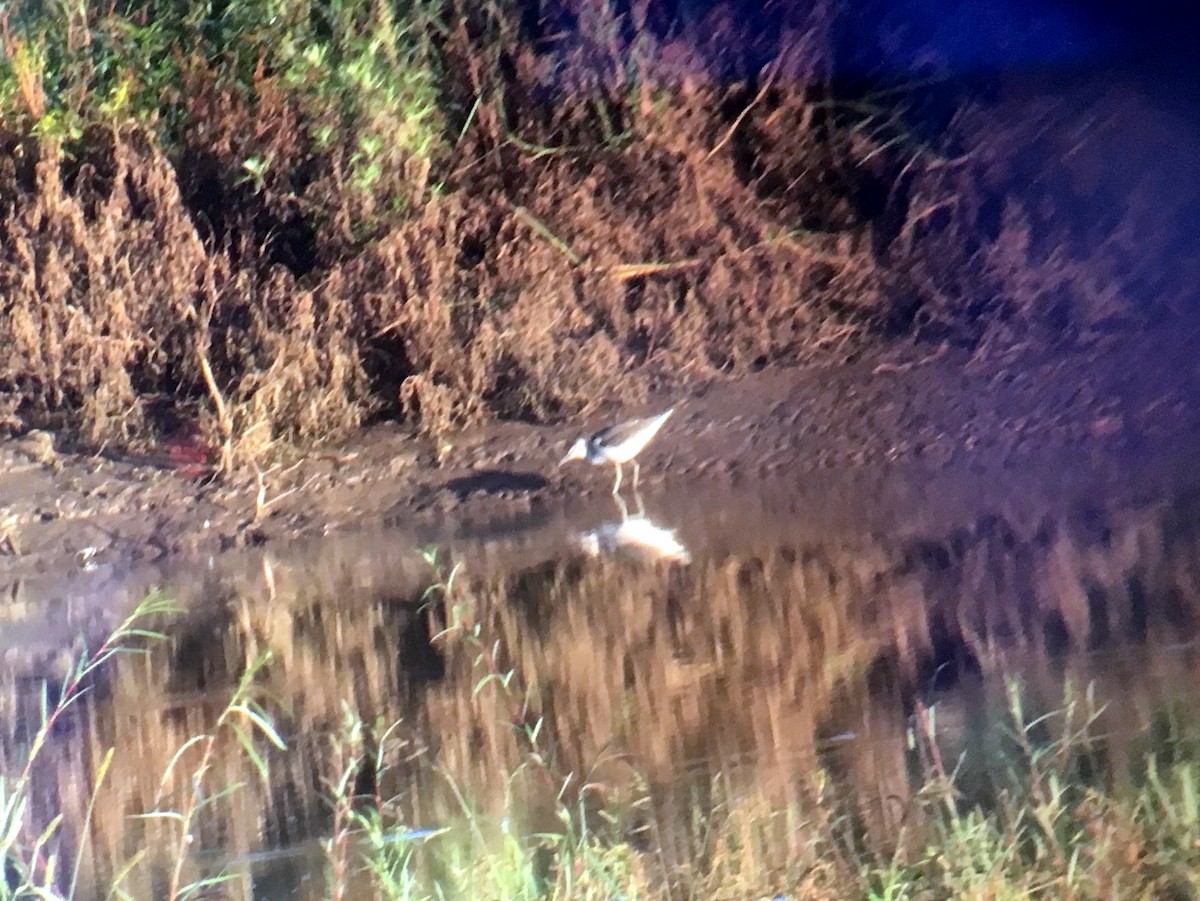 Wood Sandpiper - ML111672541