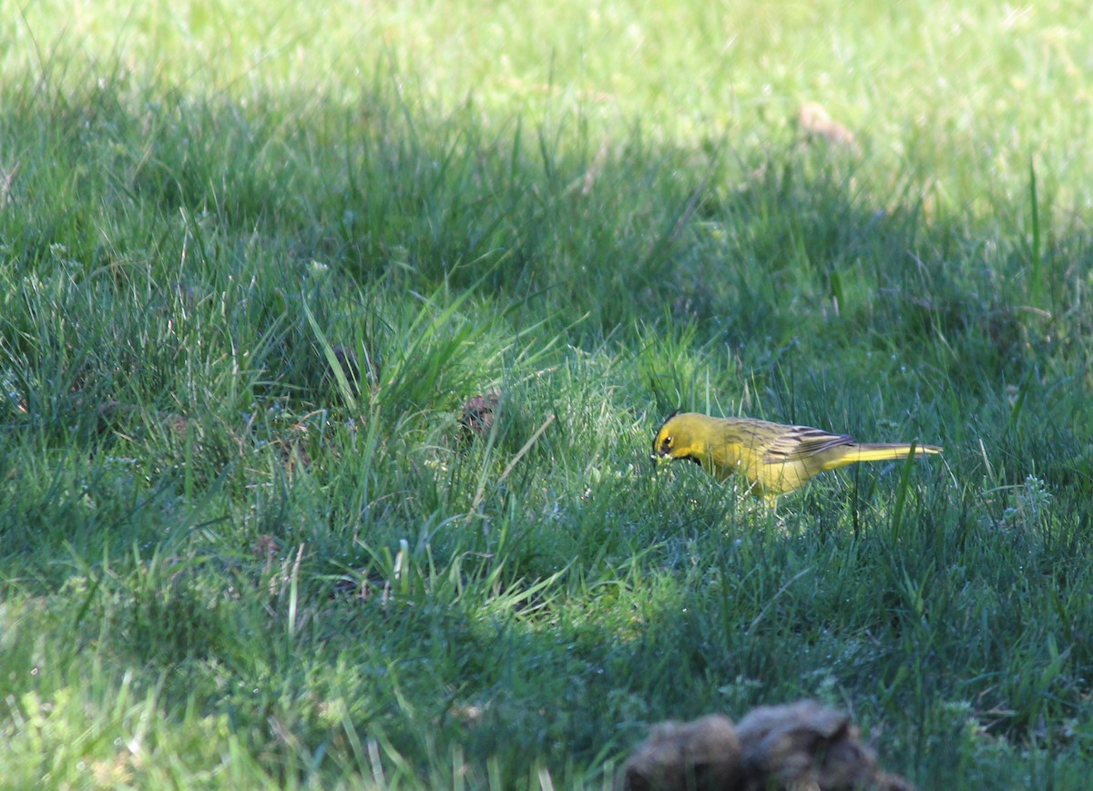 Yellow Cardinal - ML111674891