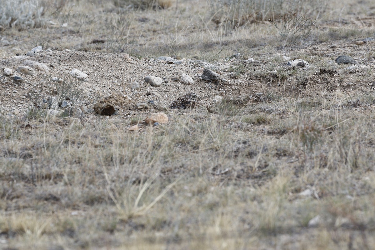 Mochuelo de Madriguera - ML111675241