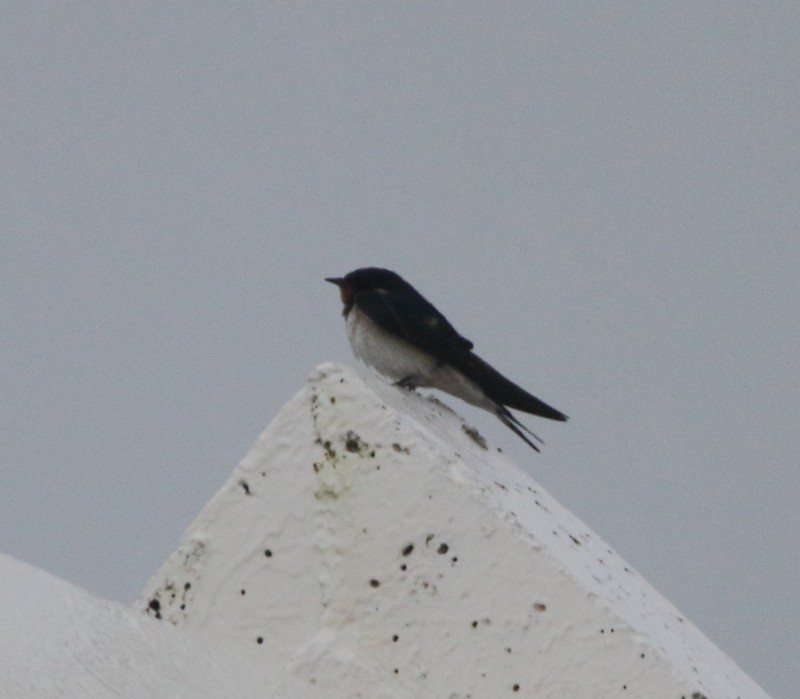 Barn Swallow - ML111675321