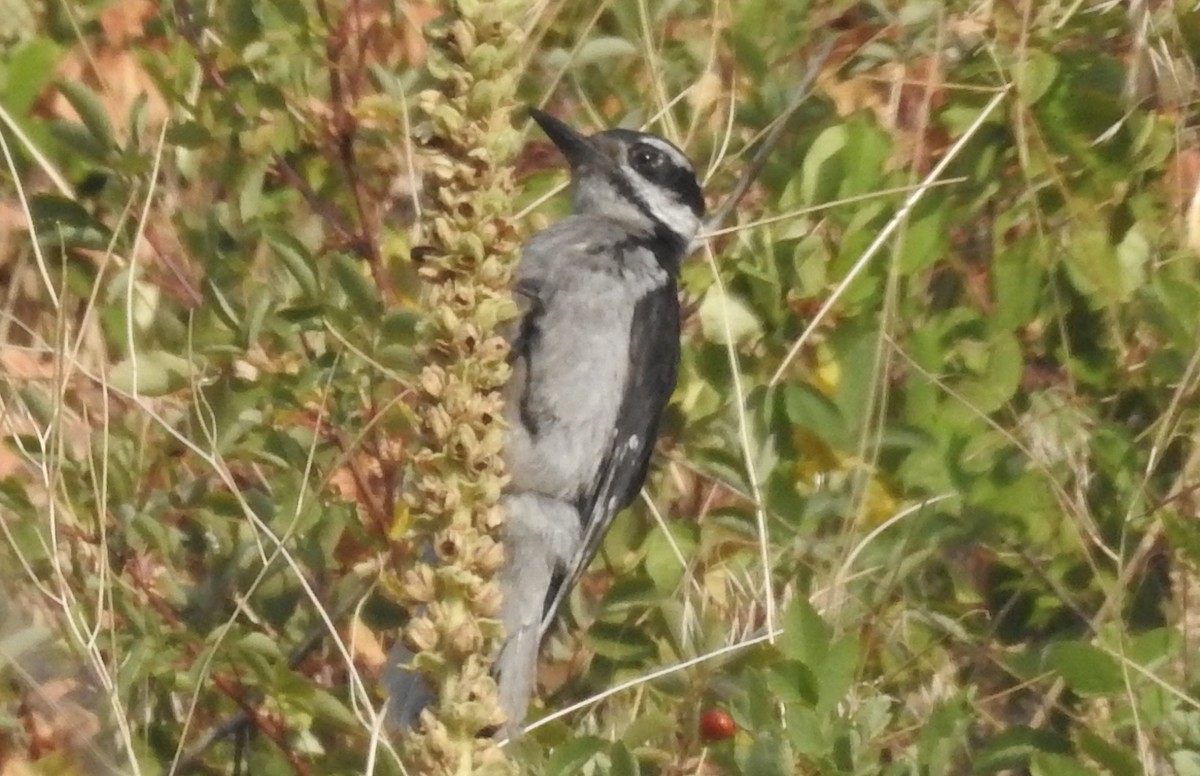 Hairy Woodpecker - Mark  Ludwick