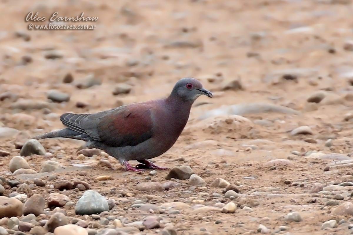 Pale-vented Pigeon - ML111676421