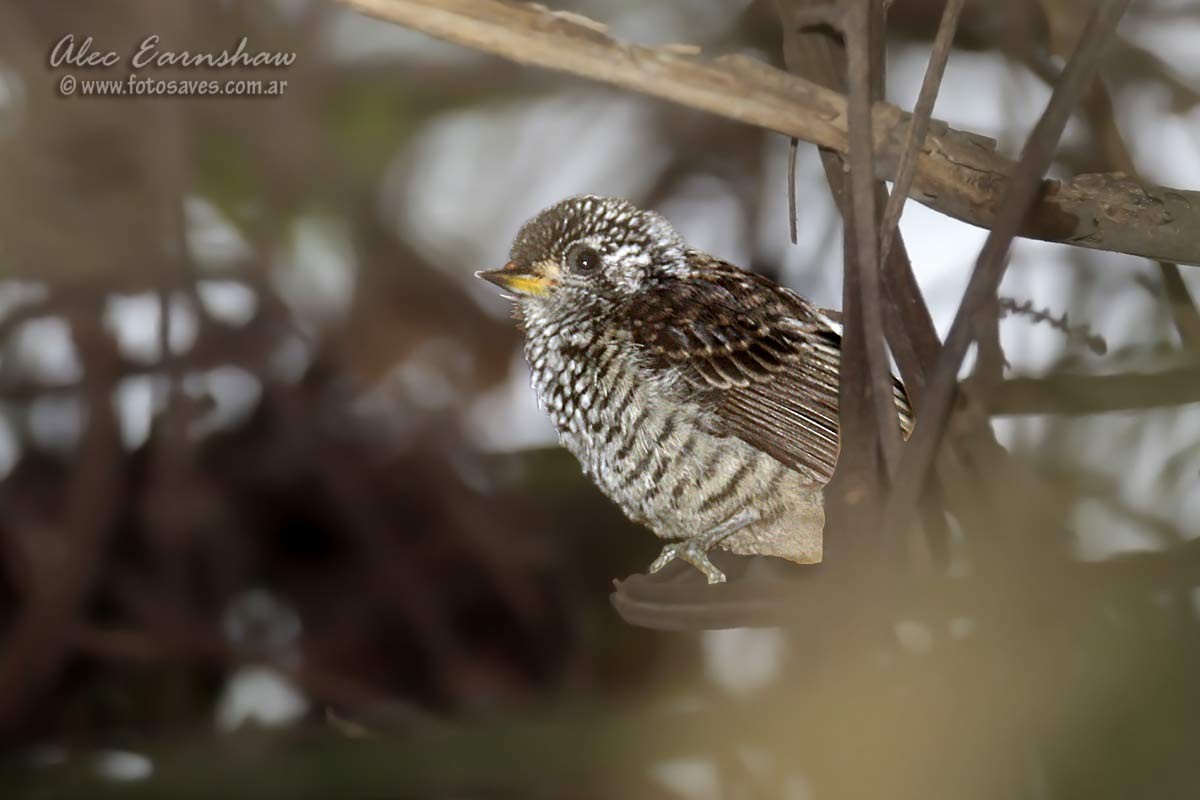 White-barred Piculet - ML111676671