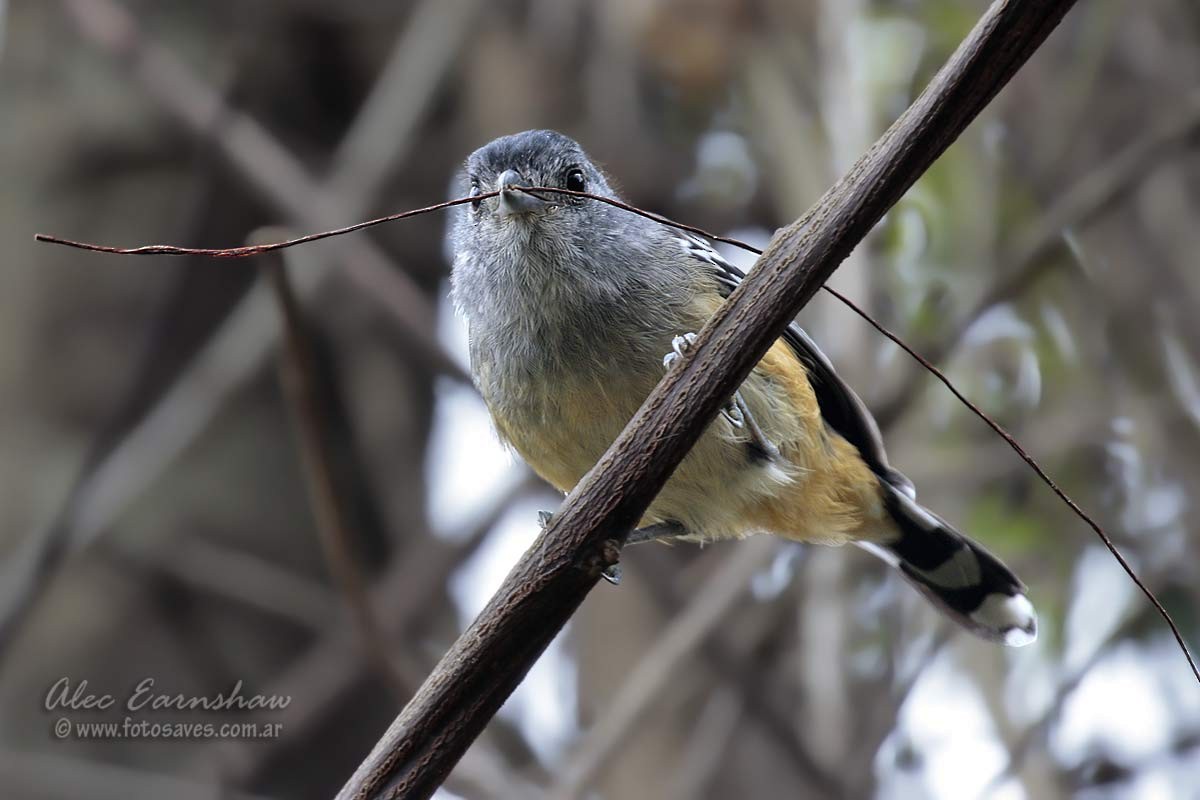 Variable Antshrike - Alec Earnshaw