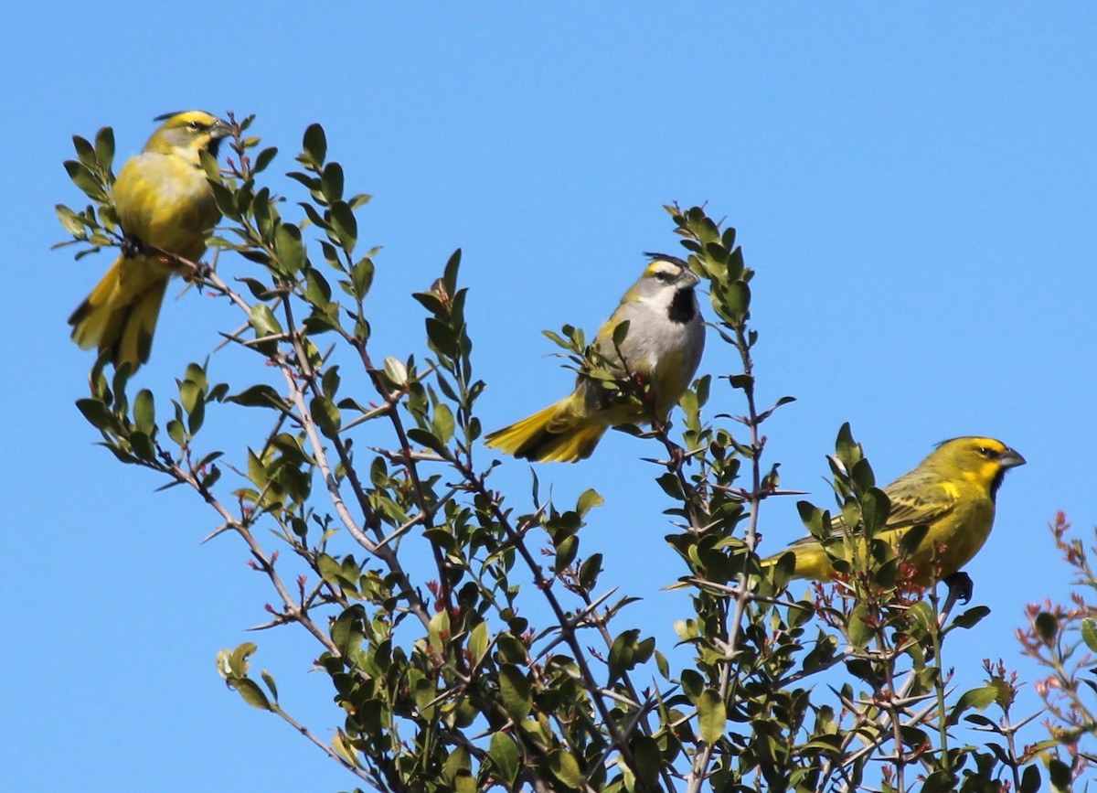Yellow Cardinal - ML111676841