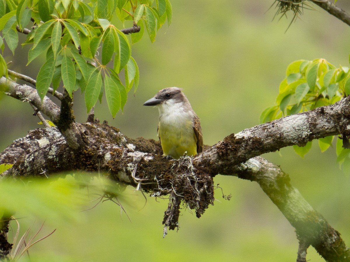 Thick-billed Kingbird - ML111678511