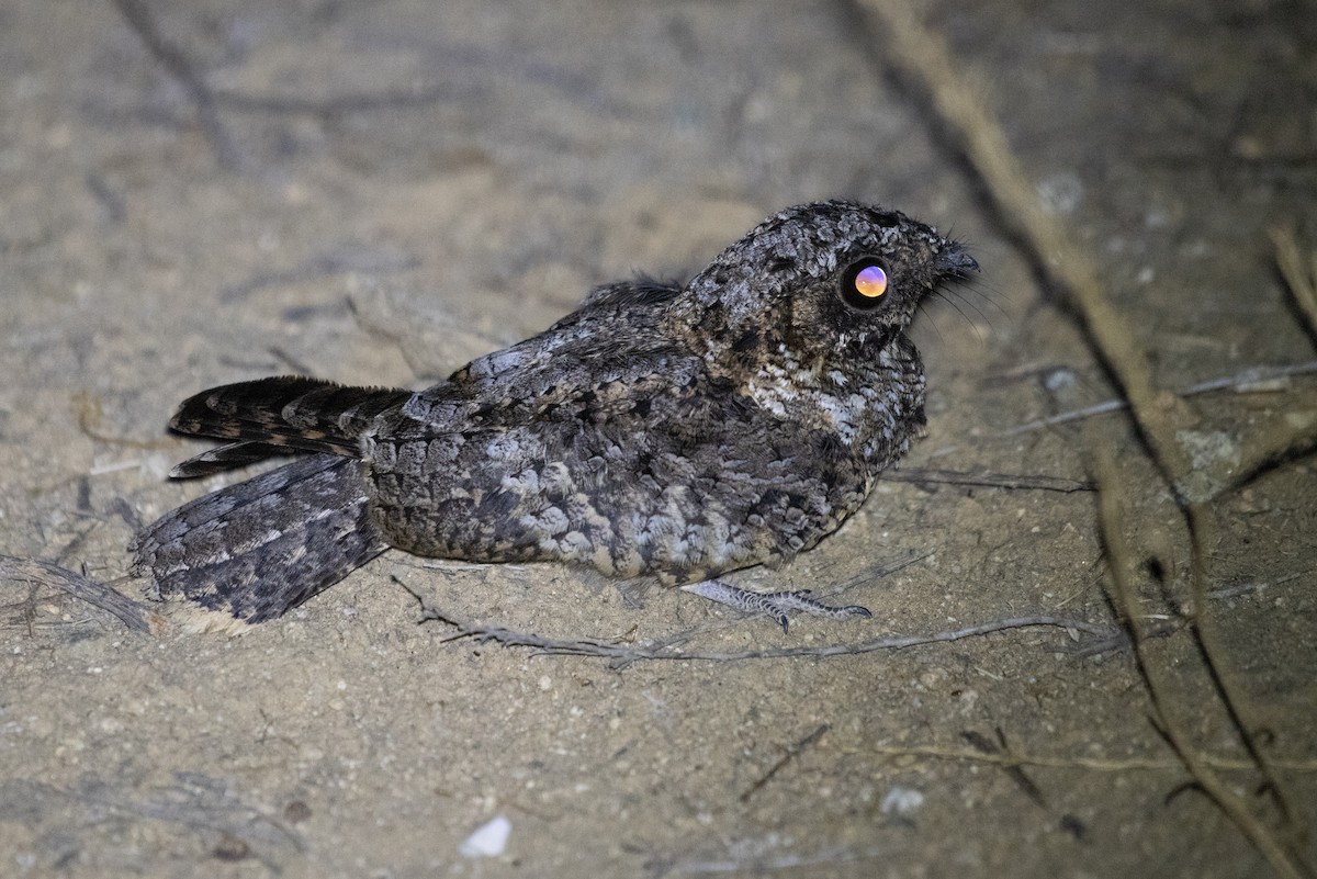 Common Poorwill - ML111679311