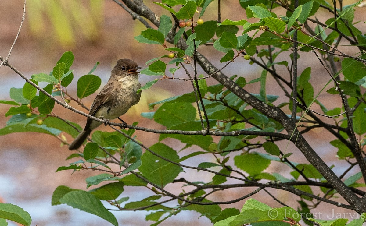 Eastern Phoebe - ML111682531