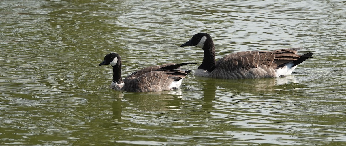 Cackling Goose - ML111682841