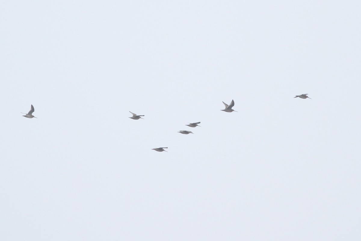 Short-billed Dowitcher - ML111686351