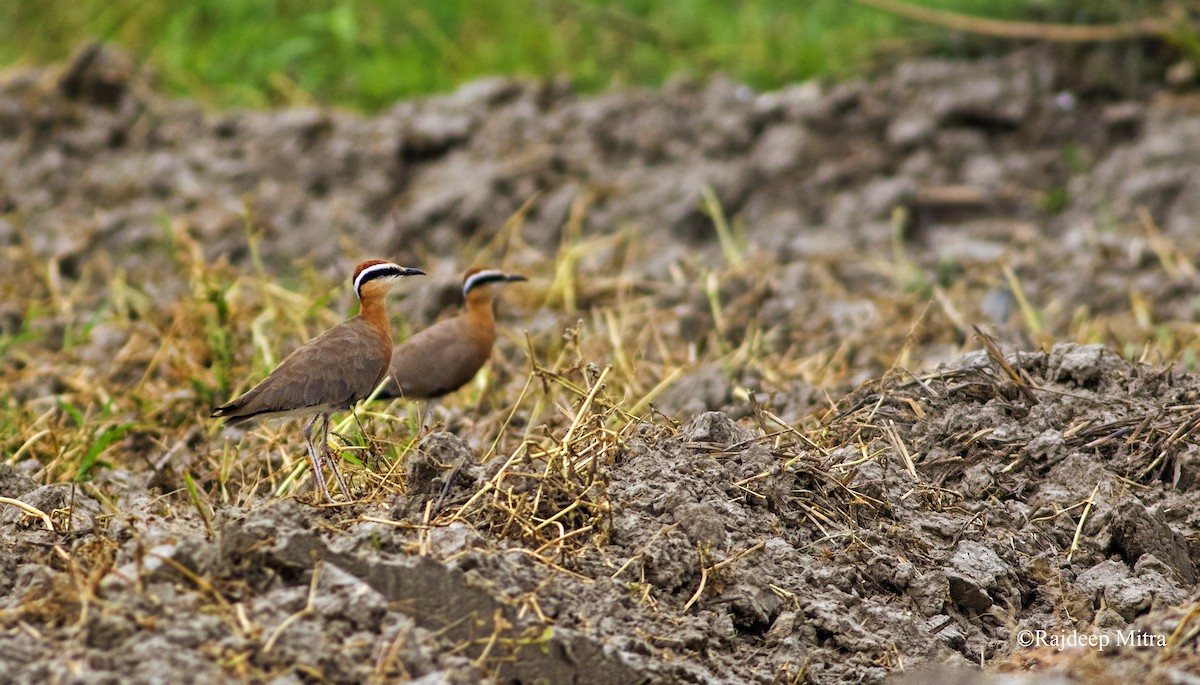 Indian Courser - ML111686621