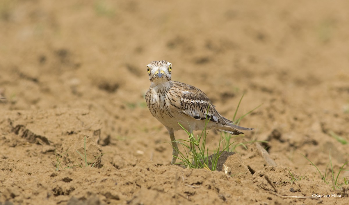 Indian Thick-knee - ML111687041