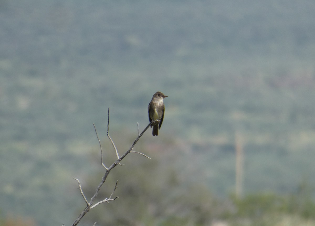 Olive-sided Flycatcher - ML111687511