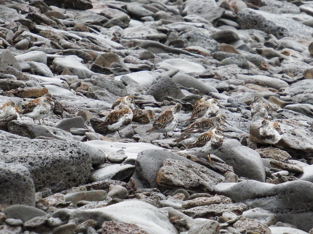 Rock Sandpiper - ML111688681