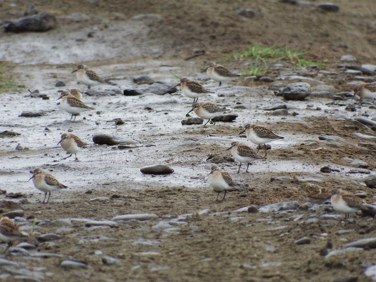 Western Sandpiper - ML111688711