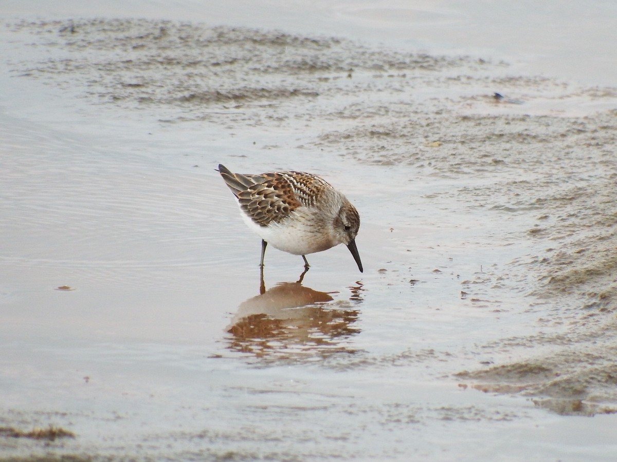 Western Sandpiper - Chris Rurik