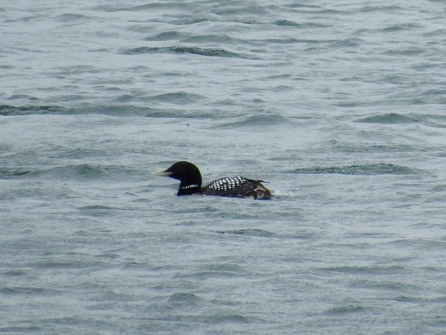 Yellow-billed Loon - ML111688751