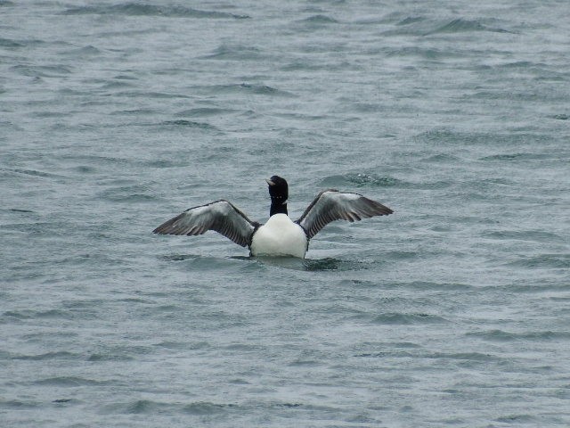 Yellow-billed Loon - ML111688761