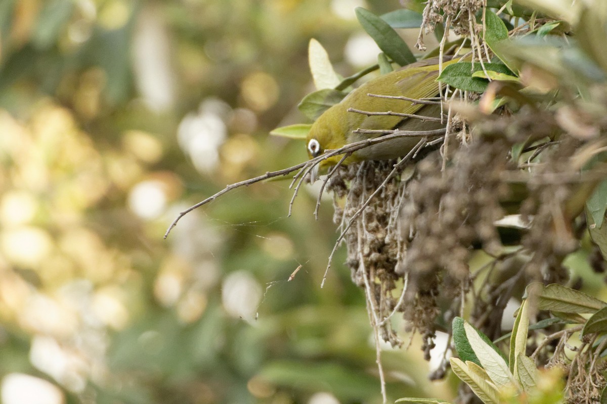 Cape White-eye - Anonymous