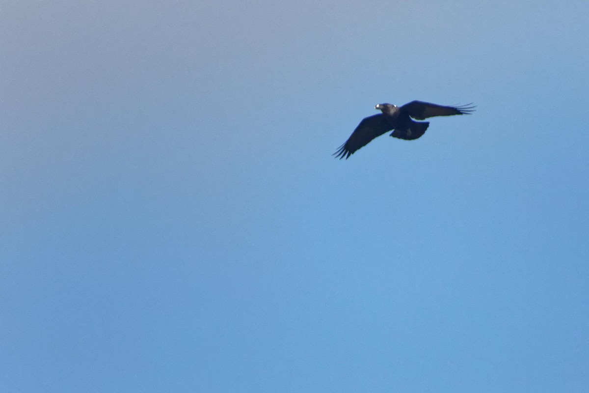 White-necked Raven - ML111690811