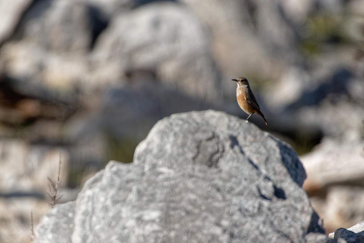 Sentinel Rock-Thrush - Christophe PASQUIER