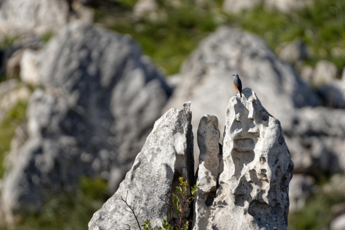 Sentinel Rock-Thrush - ML111690901