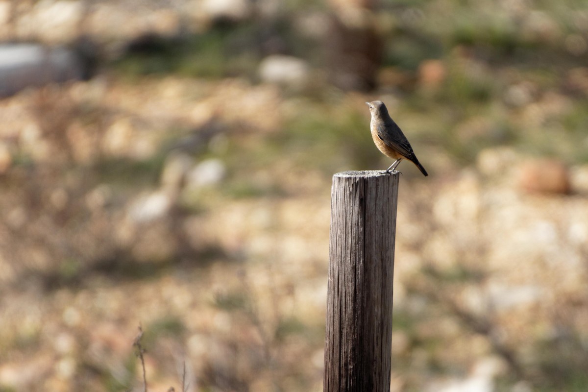 Sentinel Rock-Thrush - ML111690911