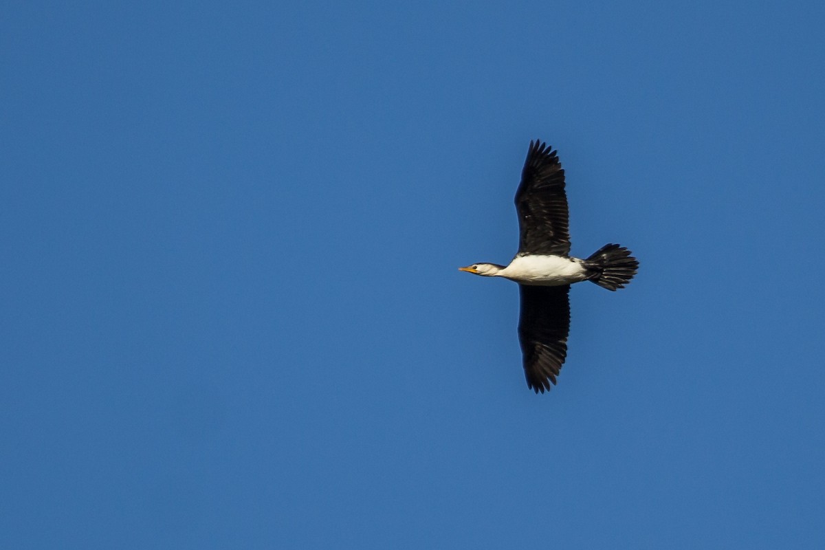 Little Pied Cormorant - ML111691491